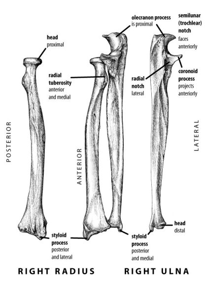 Radius and Ulna Bones