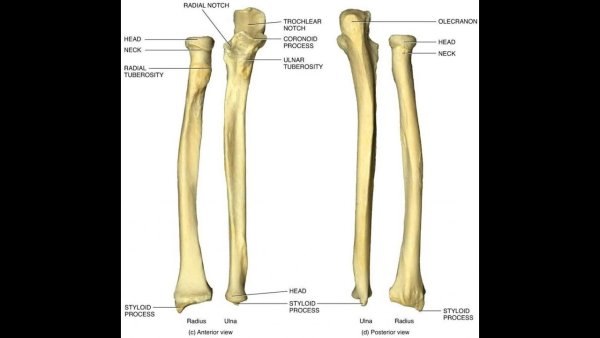 Лучевая кость строение