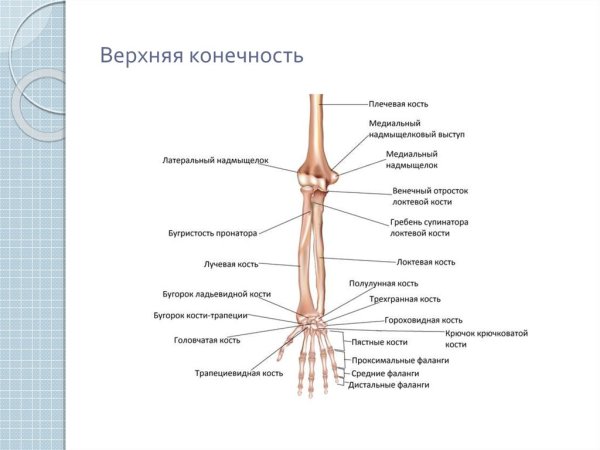 Лучевая кость предплечья строение