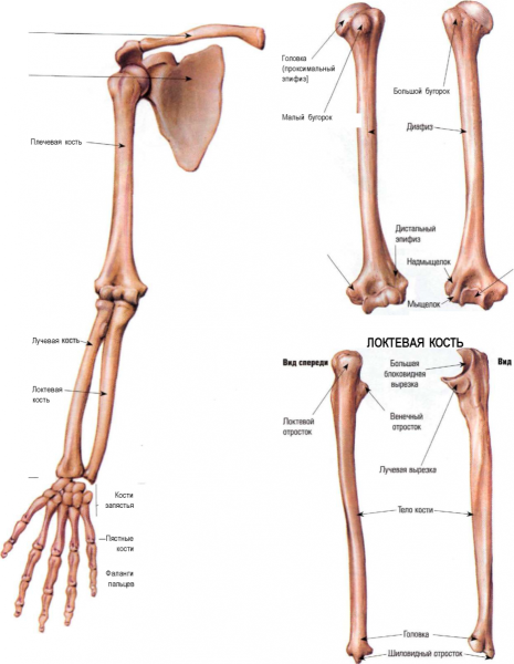 Локтевая кость на скелете человека