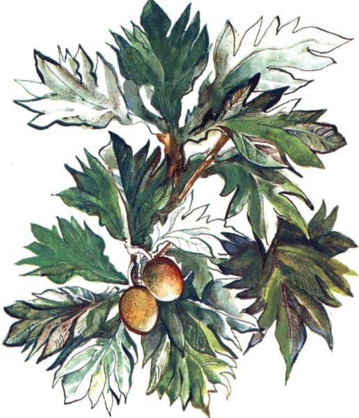 Хлебные деревья палеоген