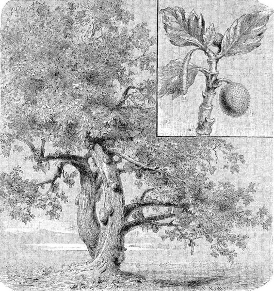 Хлебное дерево нарисовать