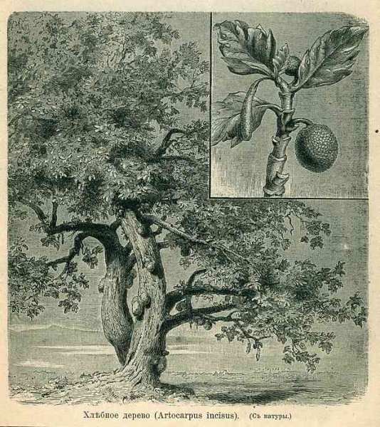 Индия дерево гравюра