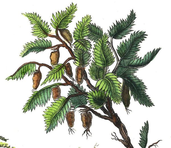 Хлебное дерево раскраска