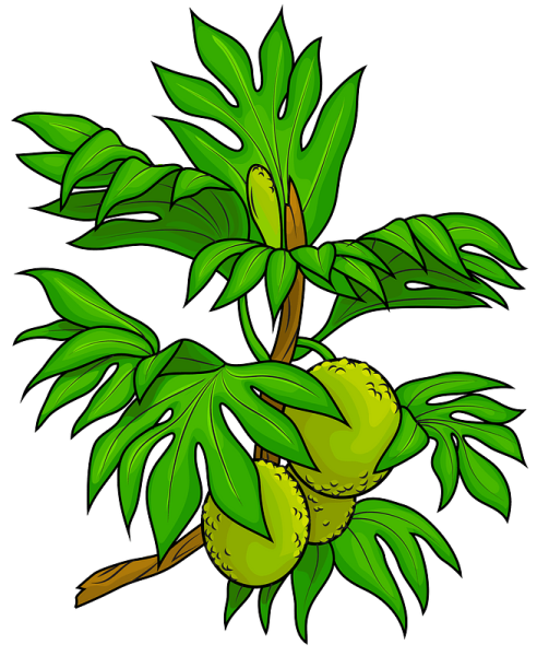 Хлебное дерево описание