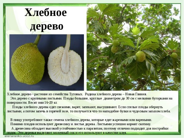 В стране невыученных уроков хлебное дерево
