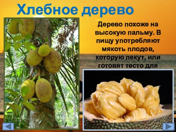 Хлебное дерево описание