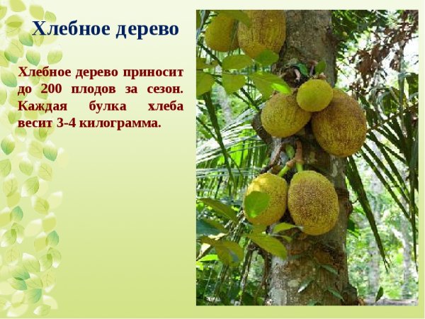 Строение хлебного дерева