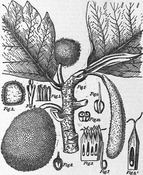 Хлебное дерево презентация