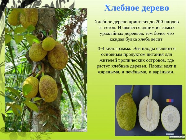 Хлебное дерево презентация