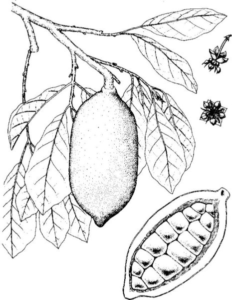 Хлебное дерево презентация