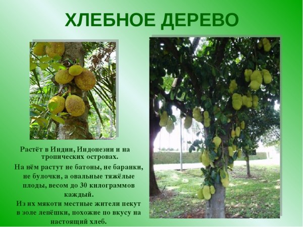 Хлебное дерево Ботаническая иллюстрация