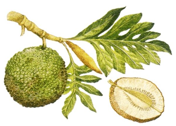 Хлебное дерево описание