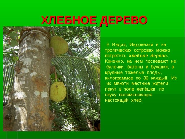 Хлебное дерево на белом фоне