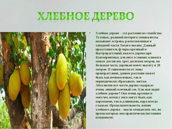 В стране невыученных уроков хлебное дерево