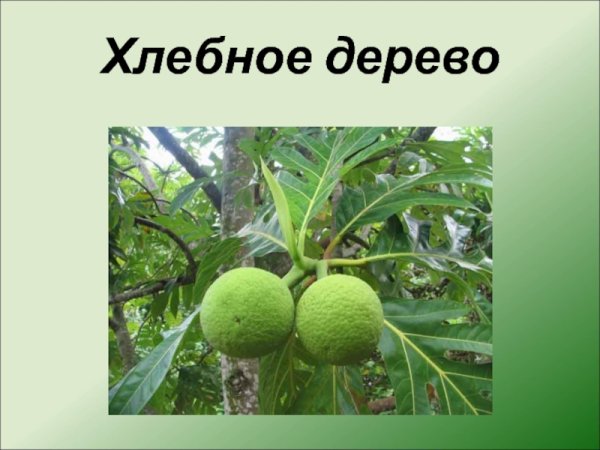 Растения Австралии хлебное дерево