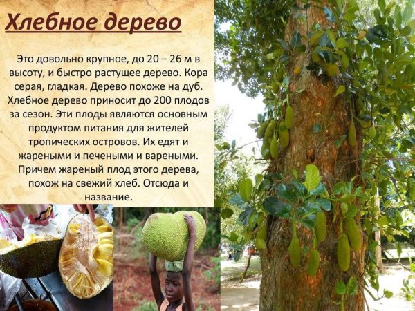 Хлебное дерево раскраска