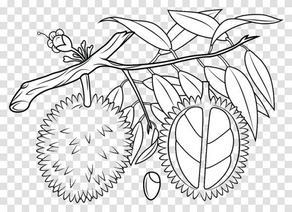 Растения Австралии для детей