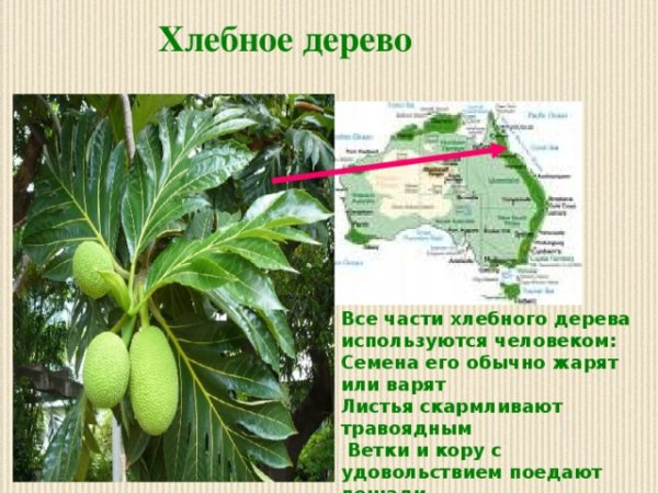 Булки на деревьях растут