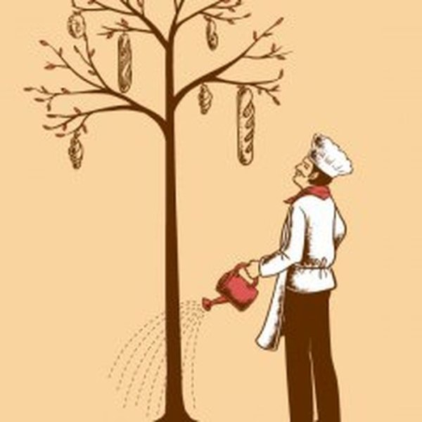 Хлебное дерево интересные факты