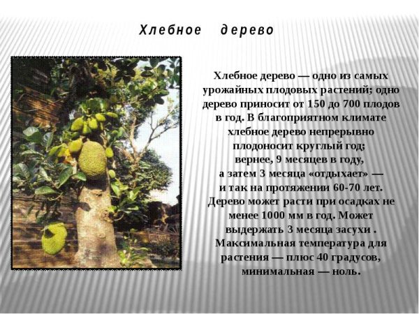 Чемпедак фрукт