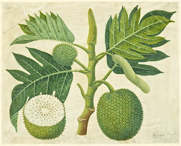 Тайские фрукты джекфрут