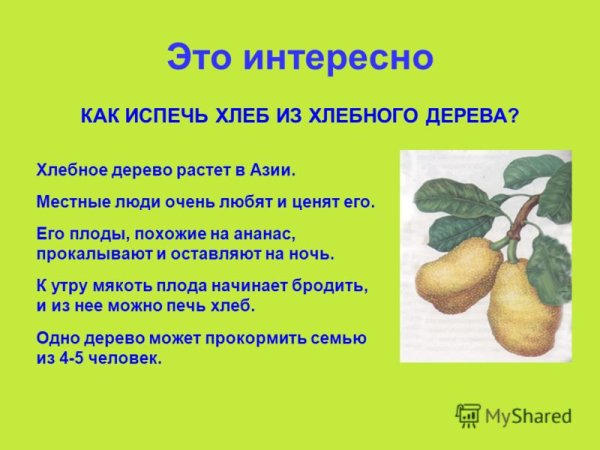 Jackfruit дуриан