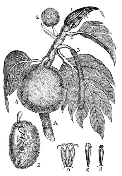 Дуриан фрукт рисунок