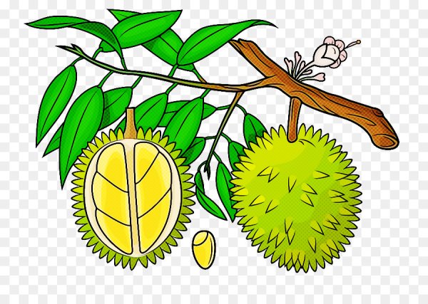 Дуриан цибетиновый дерево