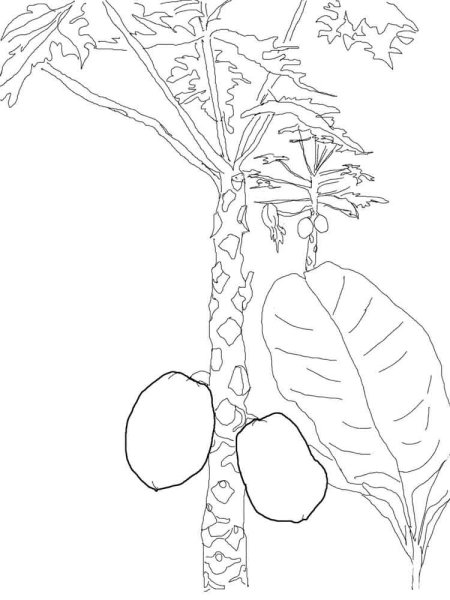 Хлебное дерево рисунок карандашом