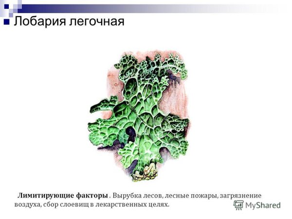 Лобария легочная накипная