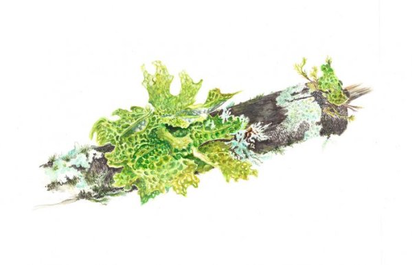 Лишайник контур