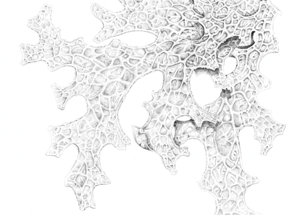 Лишайники из красной книги