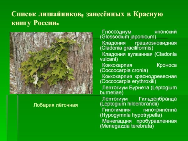 Лобария Халла