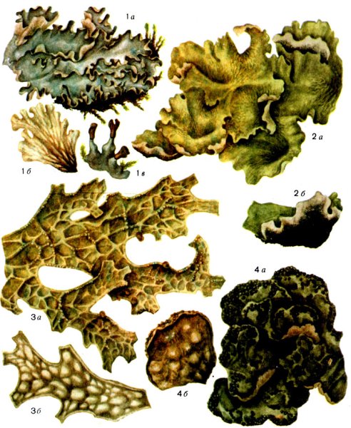 Нарисовать лишайник пармелия