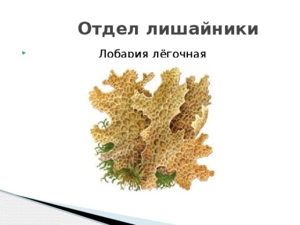 Лобария лишайник рисунок