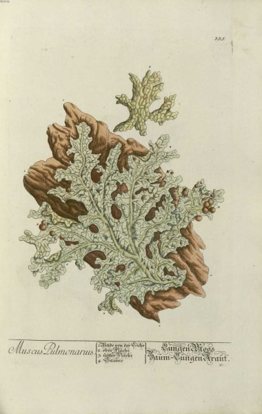 Лобария легочная презентация