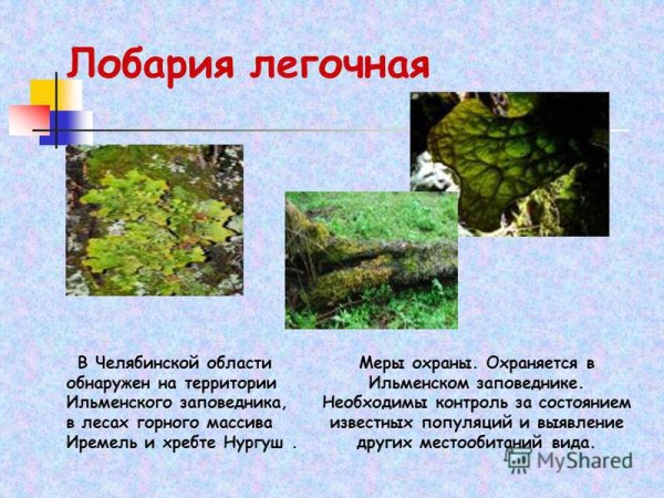 Лишайников накипные нефрома