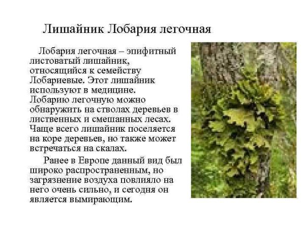 Рассмотрите формы лишайников