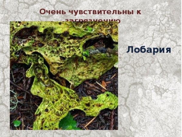 Рисунок лишайника легкий