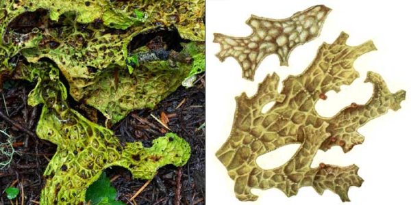 Лобария змея