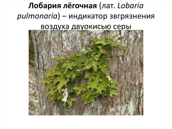 Цетрария Исландская рисунок