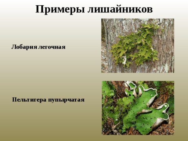 Лобария орегано