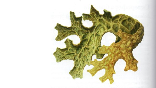 Виды семейства Лобариевые коллаж