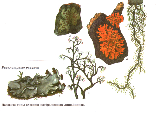 Лишайники 5 класс биология презентация