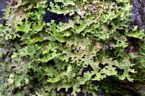 Лобария легочная Тип слоевища