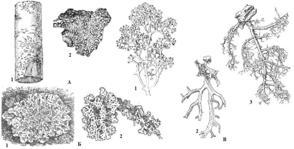 Лобария лишайник