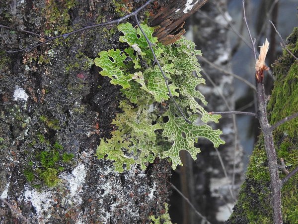 Накипной лишайник рисунок