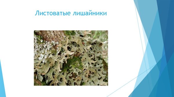 Древний лишайник