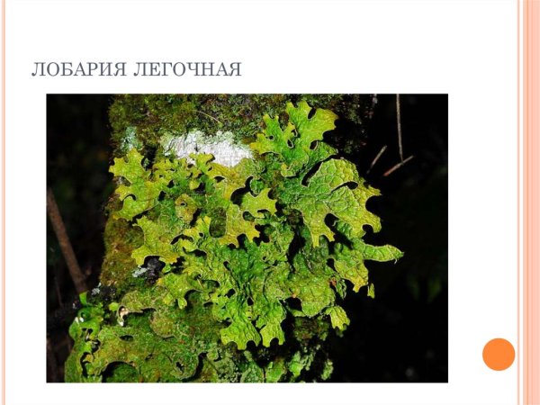 Накипной лишайник рисунок